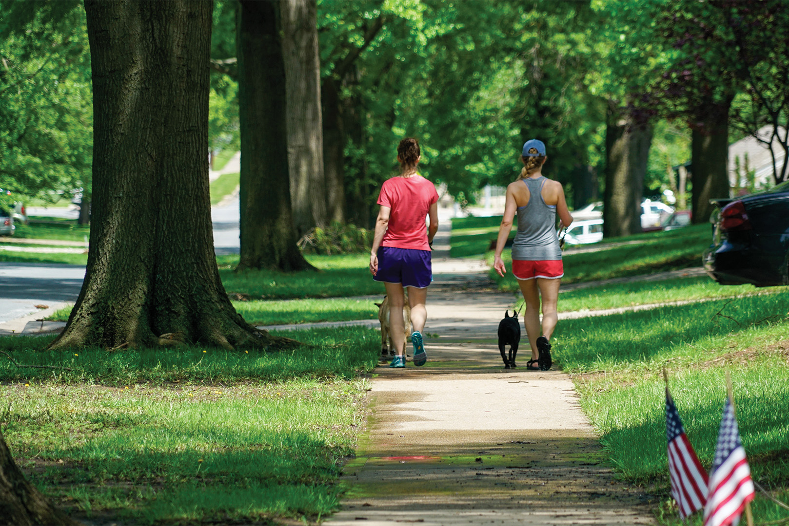 Two women walking a dog together on a tree-lined residential street